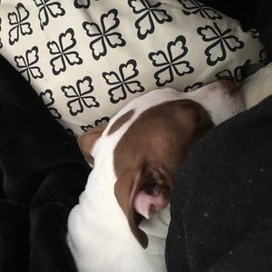 Meet your Posher, Trisha